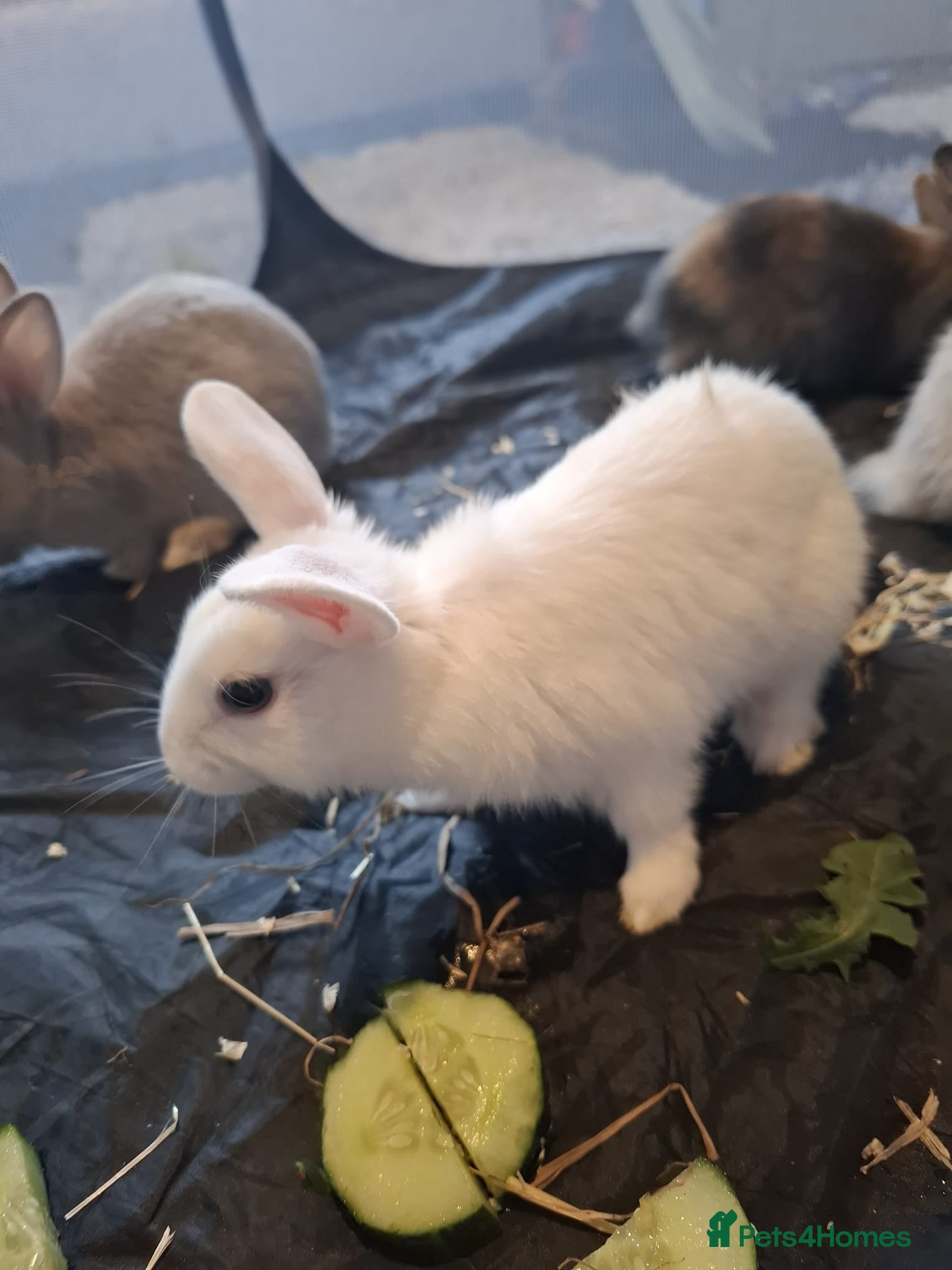 Mixed Breed rabbits  Rabbits - Advert 1