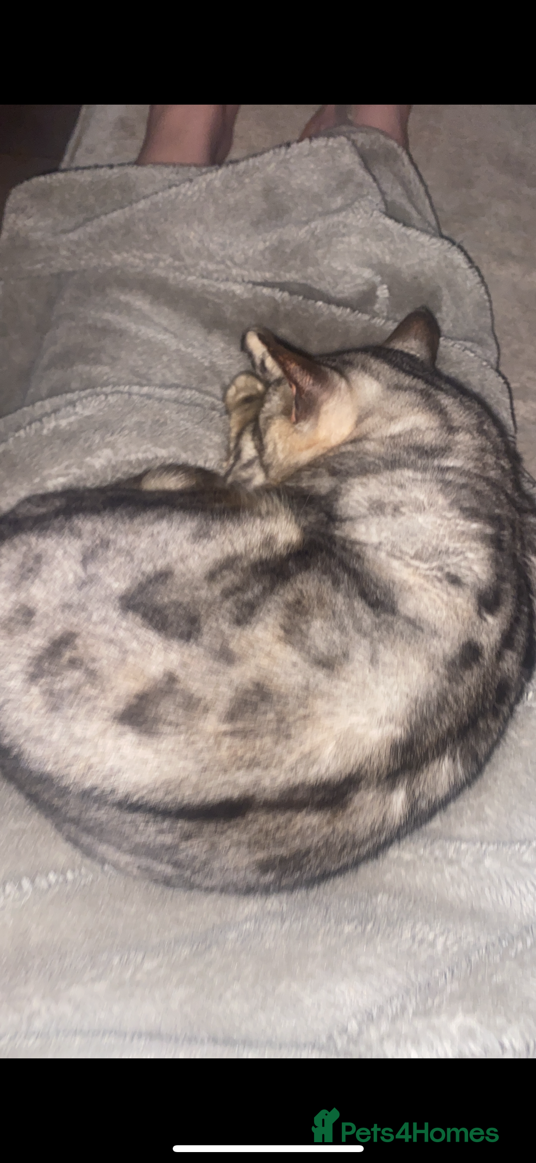 Bengal cats for sale: Snow sepia Bengal girl reluctantly needs rehoming - Advert 5