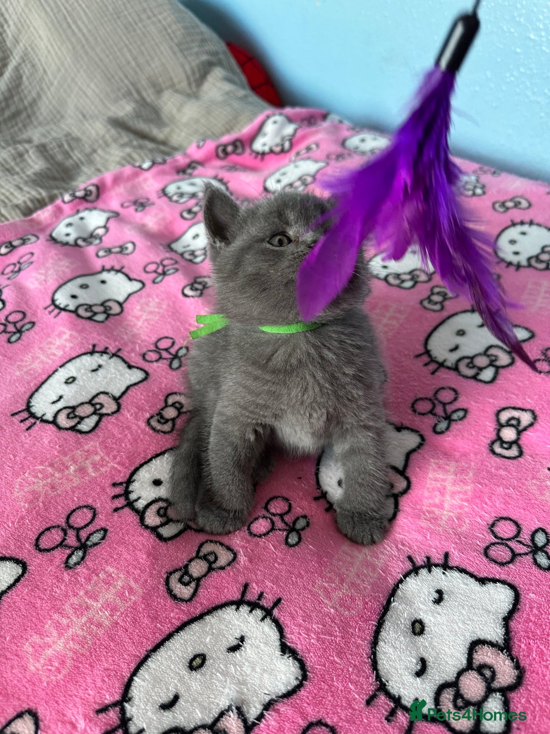 British Shorthair cats for sale: British short hair kittens - Advert 27