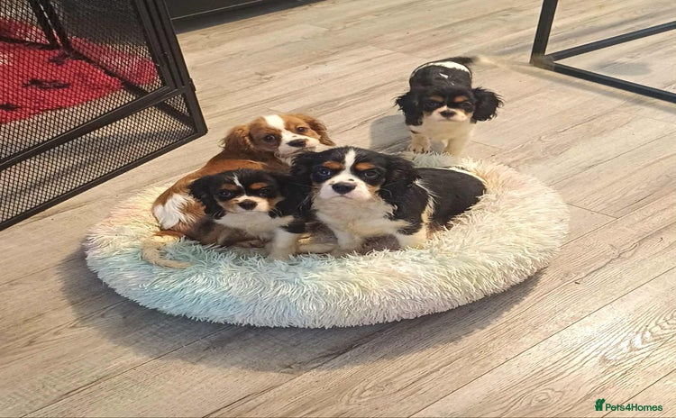 Cavalier King Charles Spaniel dogs - Advert 10