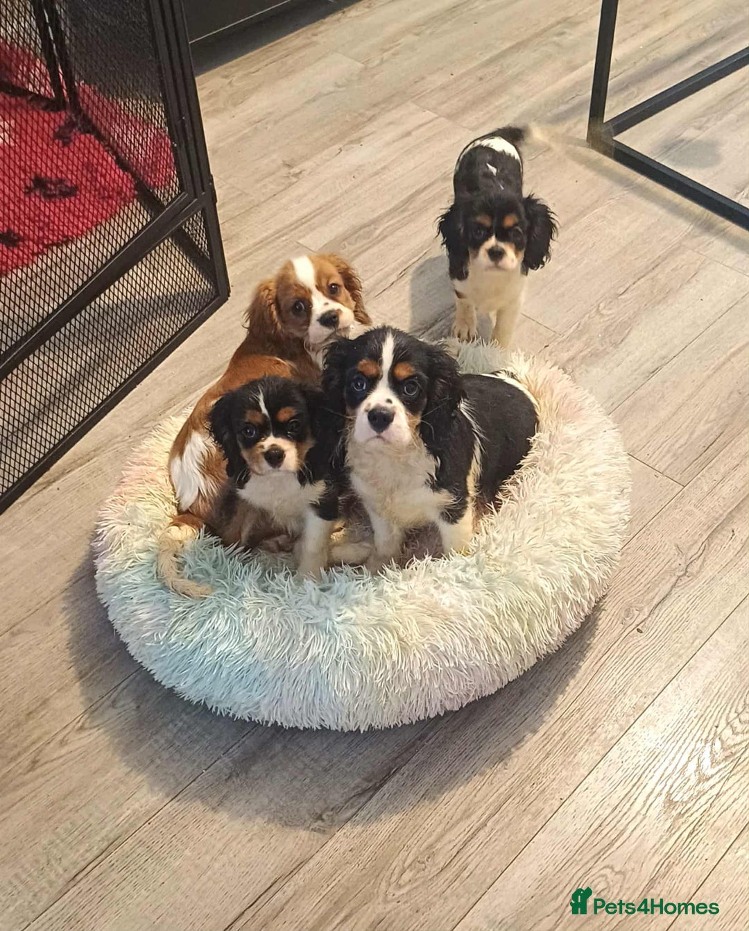 Cavalier King Charles Spaniel dogs for sale: Beautiful quality kc registered cavalier puppies  - Image 8