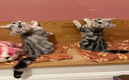 British Shorthair cats for sale: Silver Tabby BSH GCCF registered Kittens - Image 11