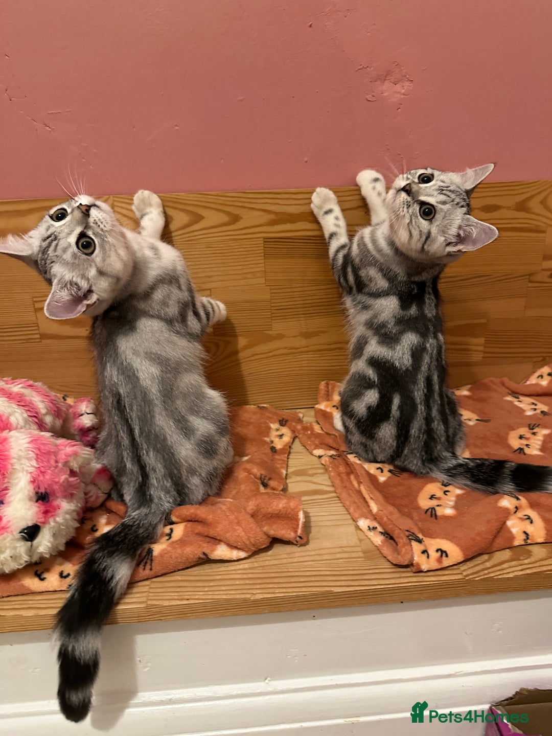British Shorthair cats for sale: Silver Tabby BSH GCCF registered Kittens - Image 11