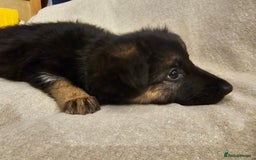 German Shepherd dogs for sale: German sheperd puppies - Image 10