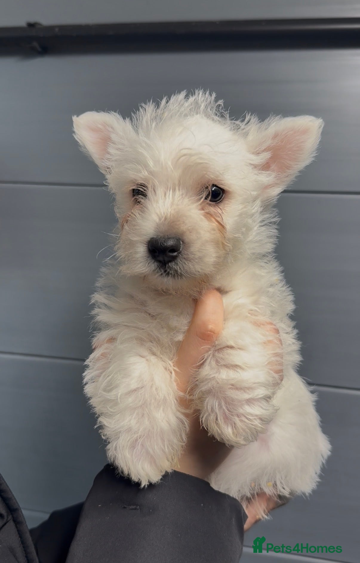 West Highland Terrier dogs West Highland Terrier Pups Pure Pedigree - Advert 2