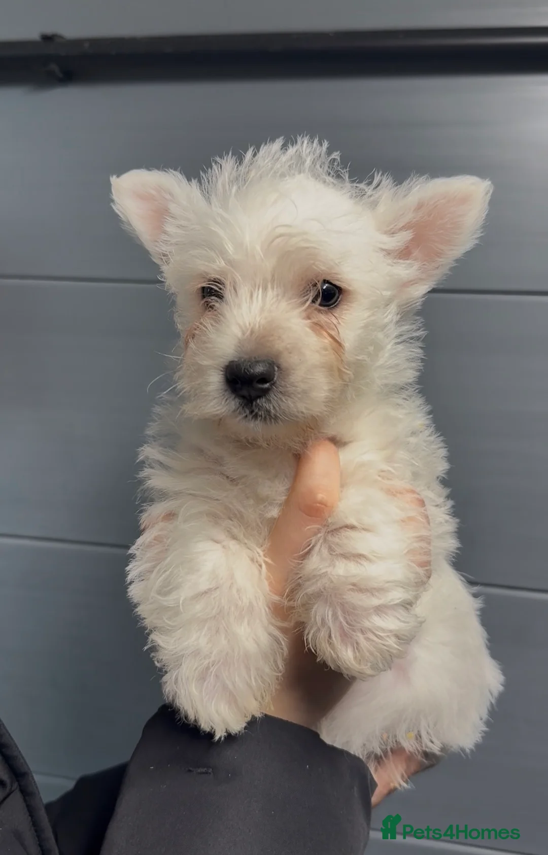 West Highland Terrier dogs for sale: West Highland Terrier Pups Pure Pedigree - Advert 1