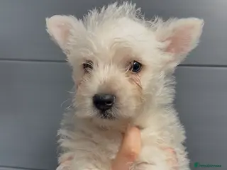 West Highland Terrier dogs West Highland Terrier Pups Pure Pedigree - Advert 2