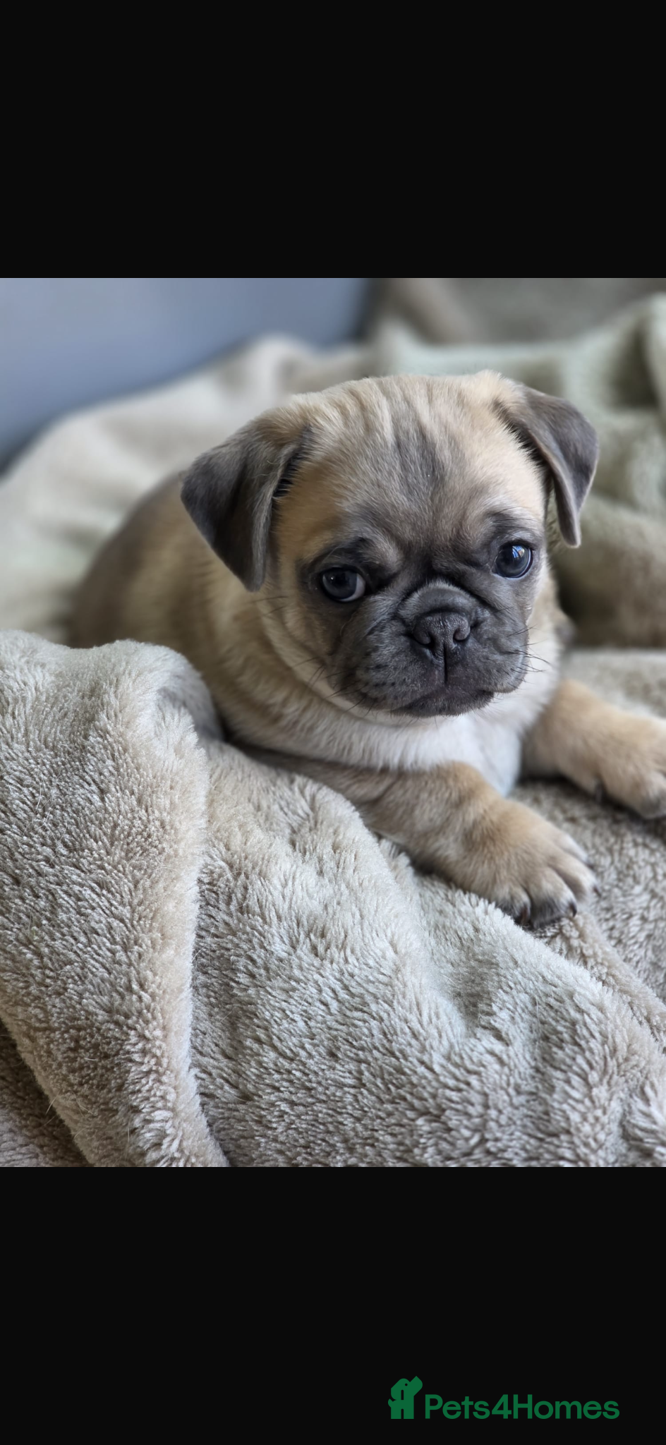 Pug dogs KC pug puppys  - Advert 14