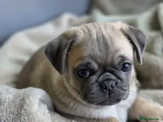 Pug dogs KC pug puppys - Advert 14