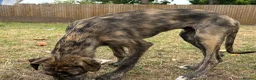 Lurcher dogs for sale: The last 2 lurcher pups.  in Skegness - Advert 9