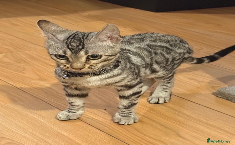 Bengal cats - Advert 12