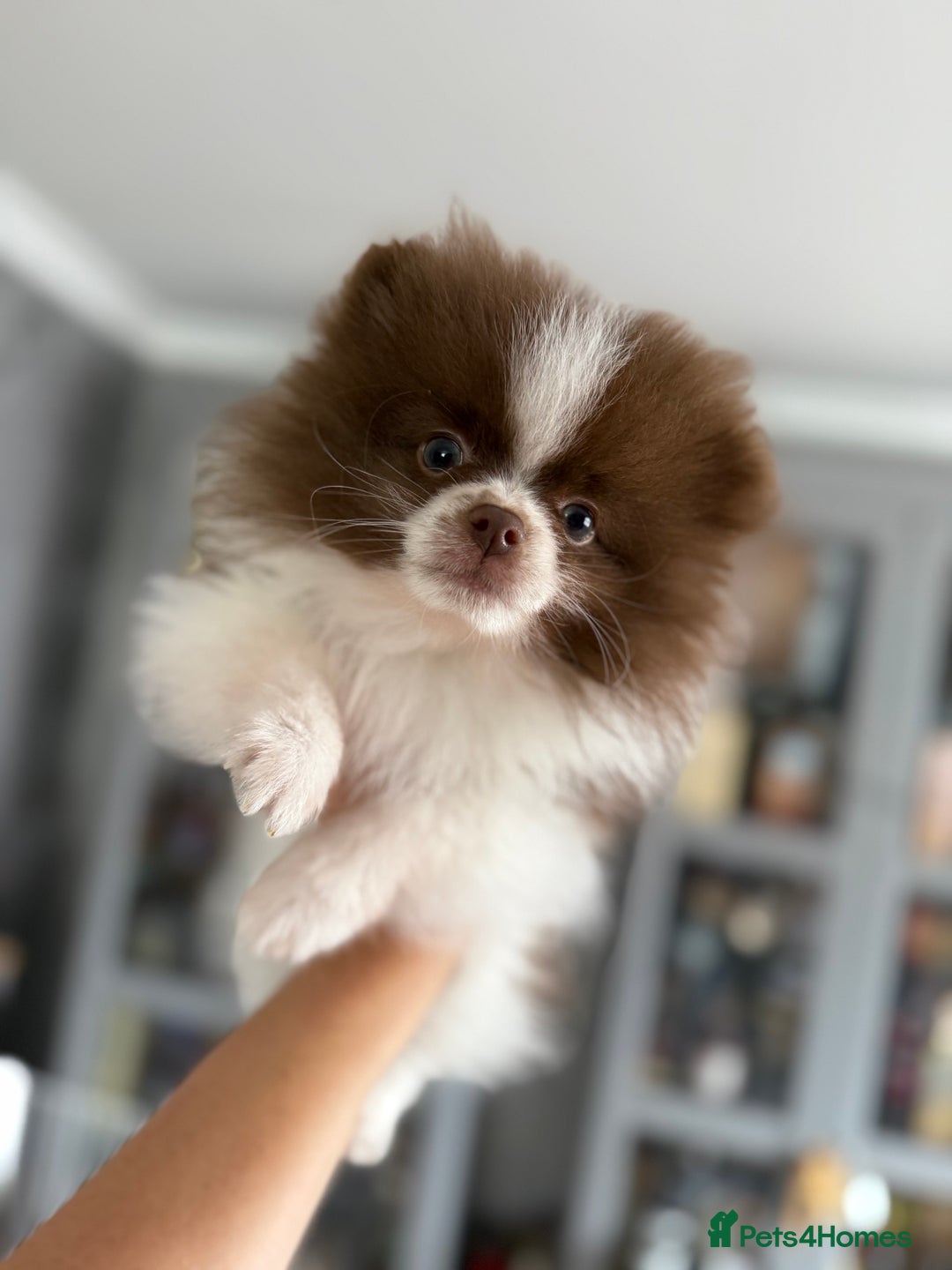 Pomeranian dogs for sale: Chocolate party & chocolate sable party Merle boys - Image 2