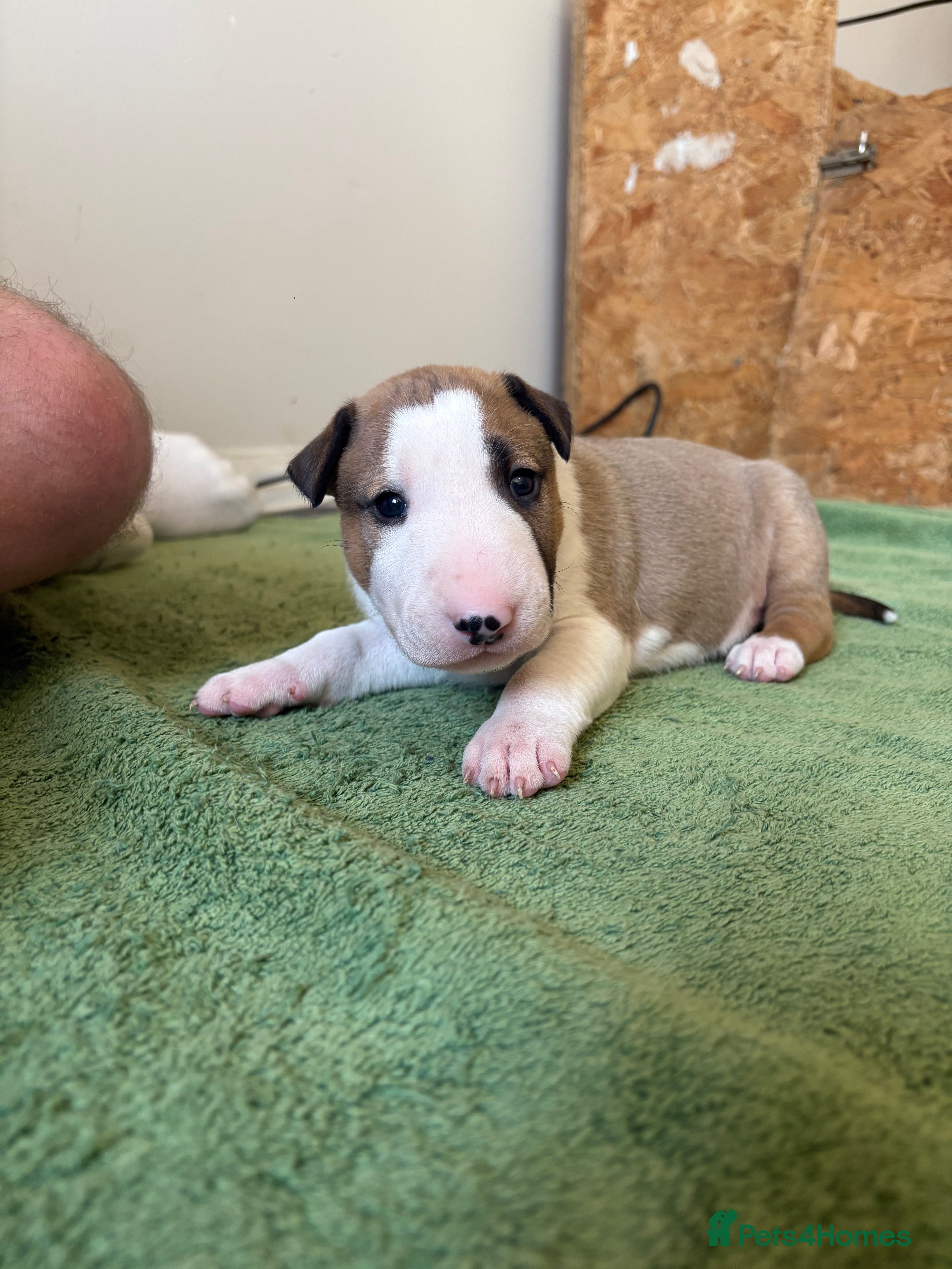 English Bull Terrier dogs KC registered English Bull Terrier Puppies - Advert 3