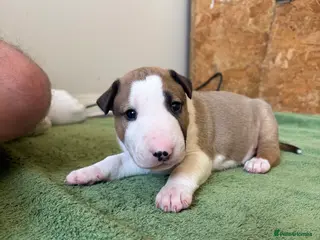 English Bull Terrier dogs KC registered English Bull Terrier Puppies - Advert 3