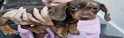 Dachshund dogs for sale: Beautiful miniture Dashounds - Advert 6