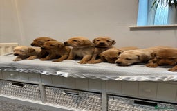 Labrador Retriever dogs for sale: Beautiful fox red puppies  - Image 37