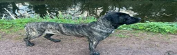 Cane Corso dogs for sale: Female Cane Corso in Tiverton - Advert 4