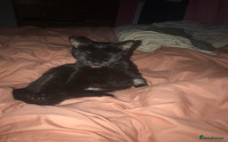Domestic Shorthair cats for sale: Rehoming Sparkles Cat  - Image 5