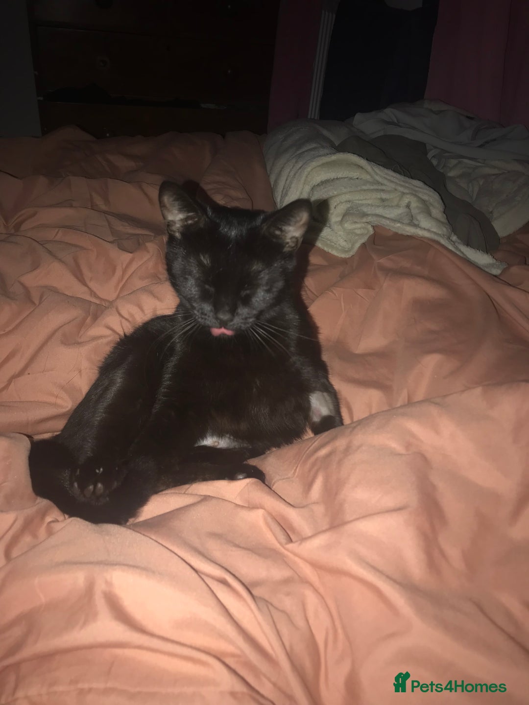 Domestic Shorthair cats for sale: Rehoming Sparkles Cat  - Image 5
