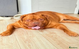 Dogue De Bordeaux dogs for sale: Looking for his final and forever home - Image 4