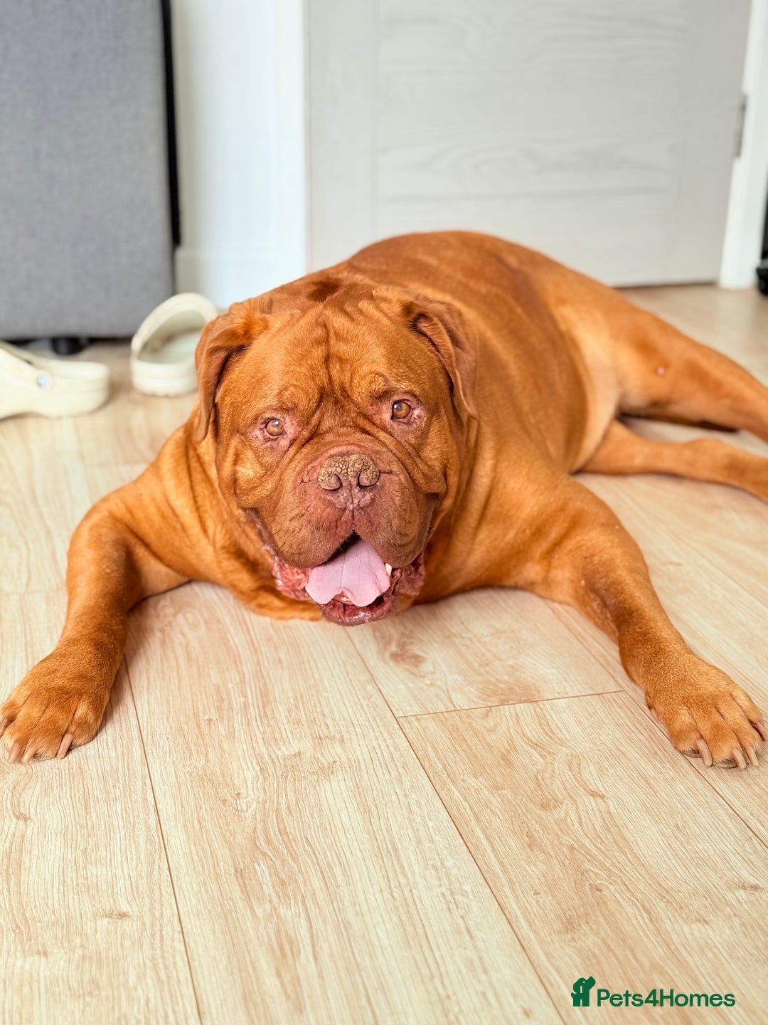 Dogue De Bordeaux dogs for sale: Looking for his final and forever home - Image 4