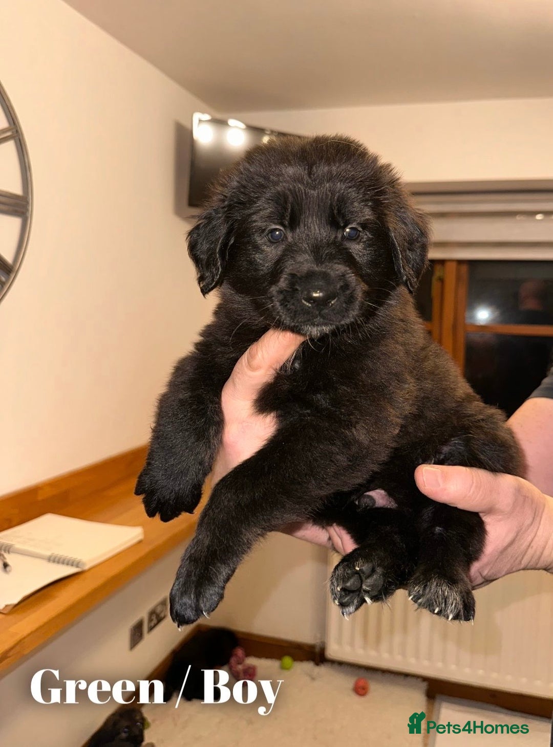 Mixed Breed dogs for sale: Golden Shepherd Puppies - Advert 13