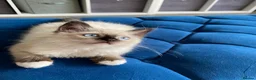 Ragdoll cats for sale: 4 TICA Registered Ragdoll girls available - Advert 23