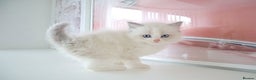 Ragdoll cats for sale: INDOOR FULL PEDIGREE RAGDOLL KITTENS - Advert 18