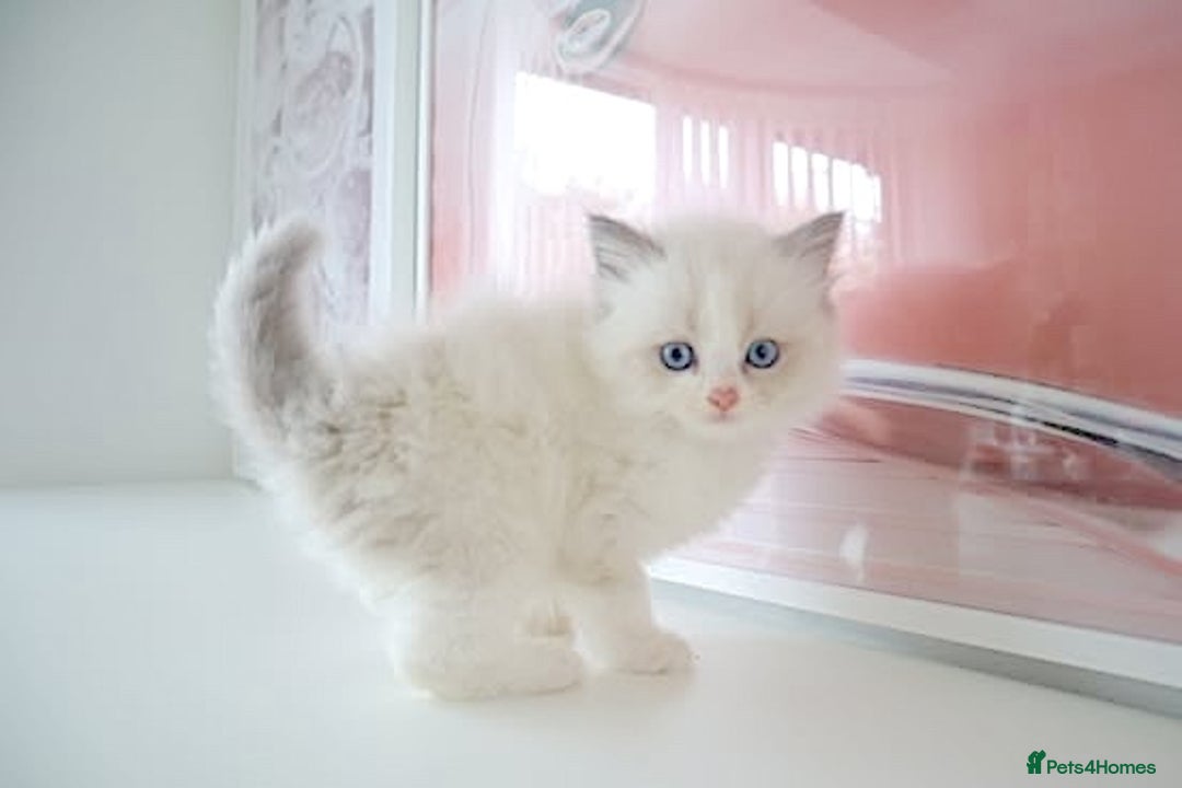 Ragdoll cats for sale: INDOOR FULL PEDIGREE RAGDOLL KITTENS - Advert 18