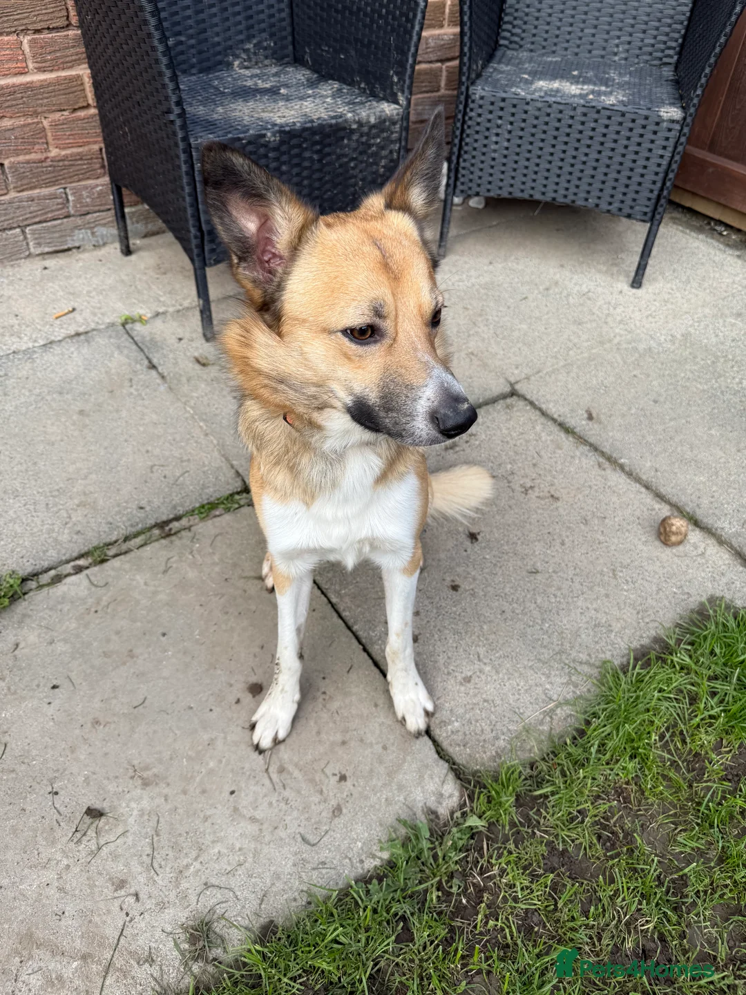 Mixed Breed dogs for sale: Looking for his forever home  - Advert 5