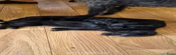 Double Doodle dogs for sale: Double doodle puppies (labradoodle/goldendoodle)🐶 - Advert 3