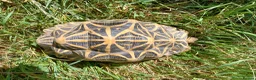 Tortoise reptiles for sale: INDIAN STAR TORTOISES ADULT BREEDING TRIO - Advert 7