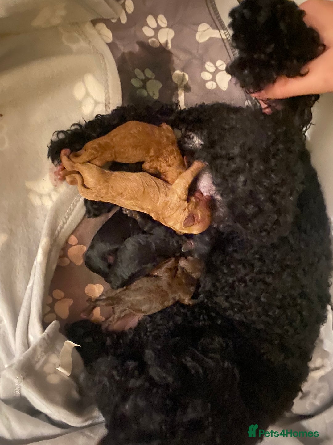 Miniature Poodle dogs for sale: Beautiful Miniature/Toy poodles  - Image 7