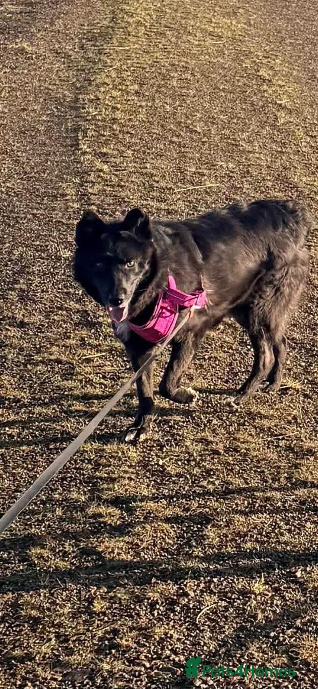 Mixed Breed dogs for adoption: 💕 Nessa 💕 - Advert 3