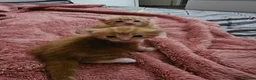 Domestic Shorthair cats for sale: 2 kittens for sale. in Sheffield - Advert 30