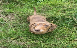 Miniature Dachshund dogs for sale: 2 miniature dachshunds £500 each - Advert 1