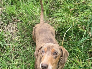 Miniature Dachshund dogs for sale: 2 miniature dachshunds £500 each - Advert 1