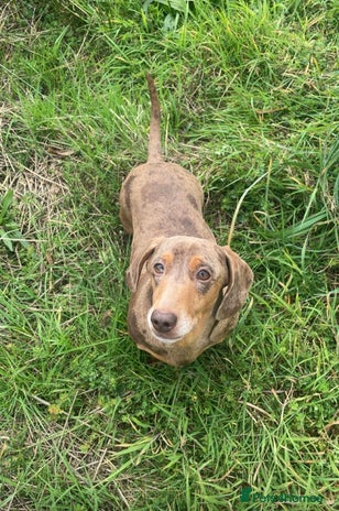 Miniature Dachshund dogs 2 miniature dachshunds £500 each - Advert 9