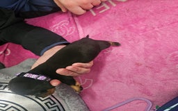 Miniature Dachshund dogs for sale: Miniature dashunds  - Image 10