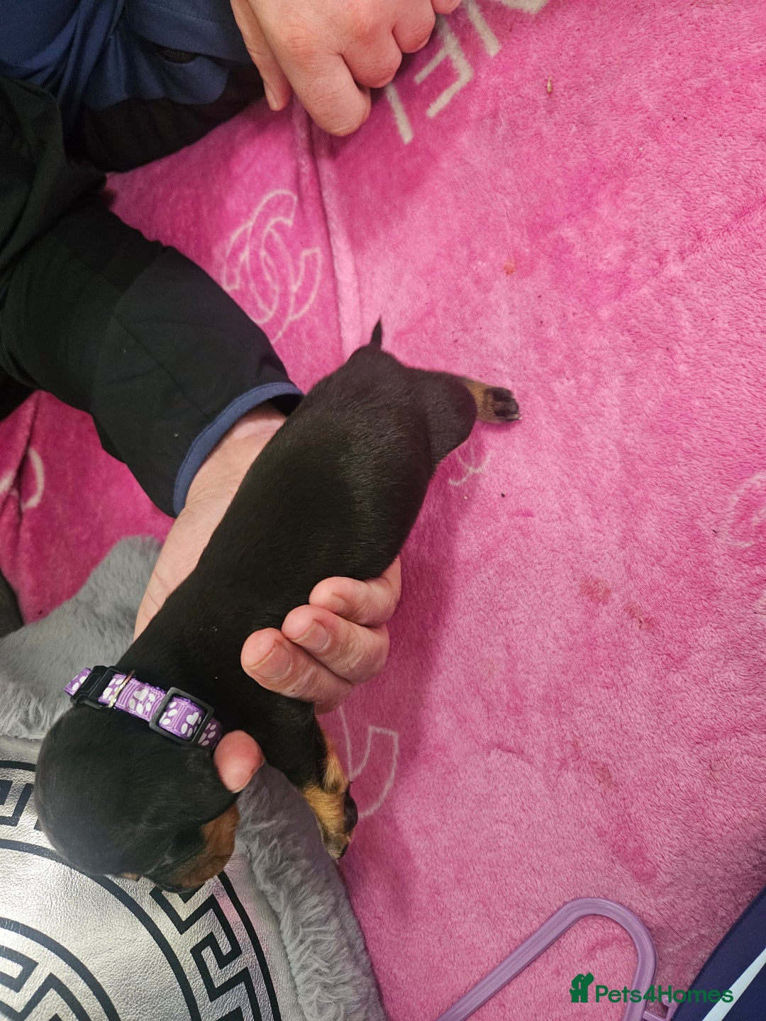 Miniature Dachshund dogs for sale: Miniature dashunds  - Image 10