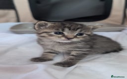 British Shorthair cats for sale: 4 beautiful tabby girl kittens  - Image 7