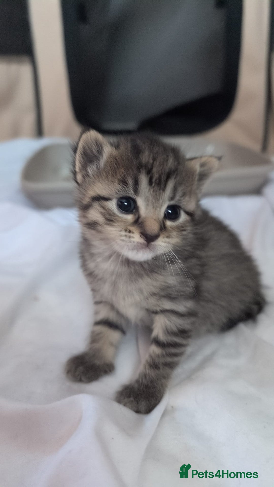 British Shorthair cats for sale: 4 beautiful tabby girl kittens  - Image 7