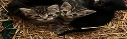 Mixed Breed cats for sale: Beautiful Kittens - Advert 4