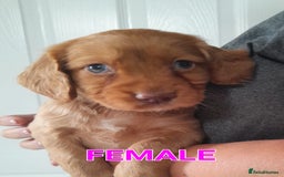 Cocker Spaniel dogs for sale: Red working cocker pups - Image 3