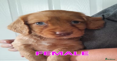 Cocker Spaniel dogs - Advert 8