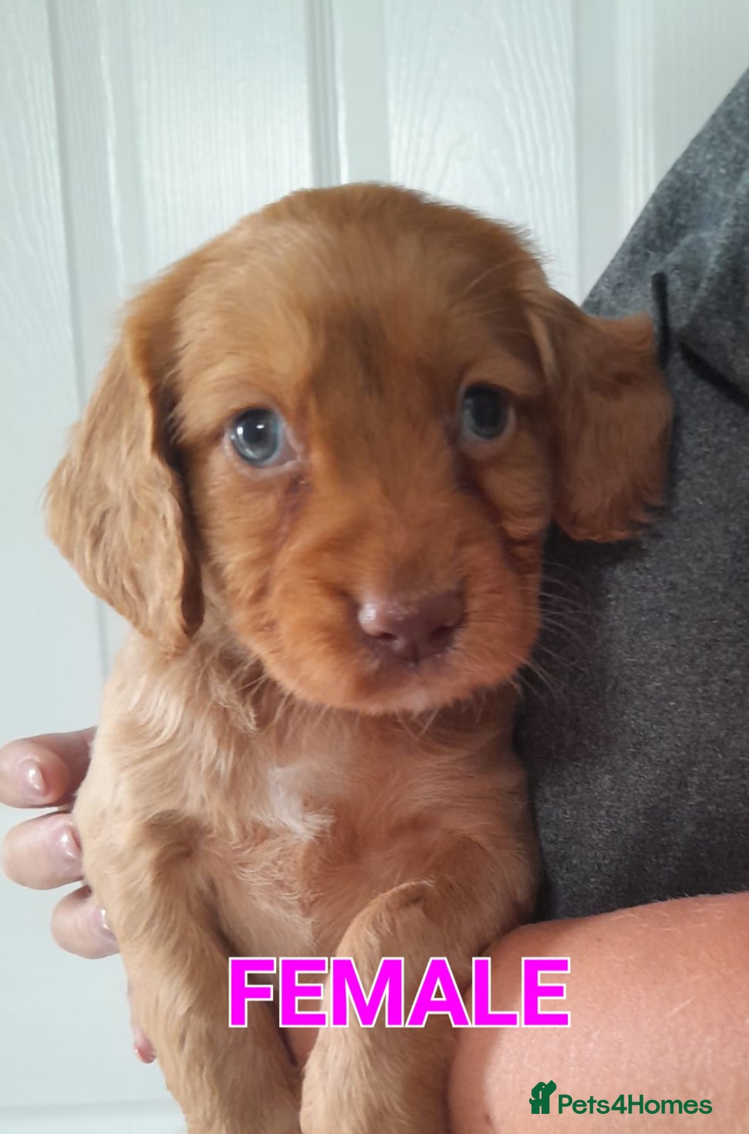 Cocker Spaniel dogs for sale: Red working cocker pups - Image 3