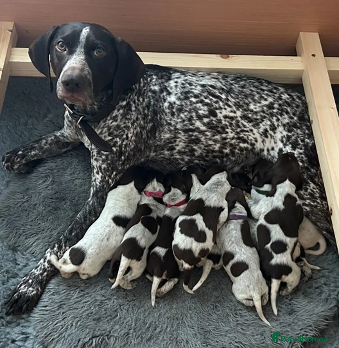 German Shorthaired Pointer dogs for sale: Pure GSP Puppies for sale!  - Advert 34