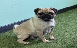 Pug dogs for sale: Male and female Pug puppies for sale - Image 4