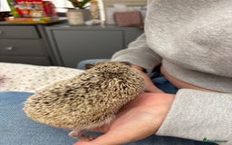 Pygmy Hedgehog rodents for sale: 2x female and 1x male hedgehogs  - Image 8