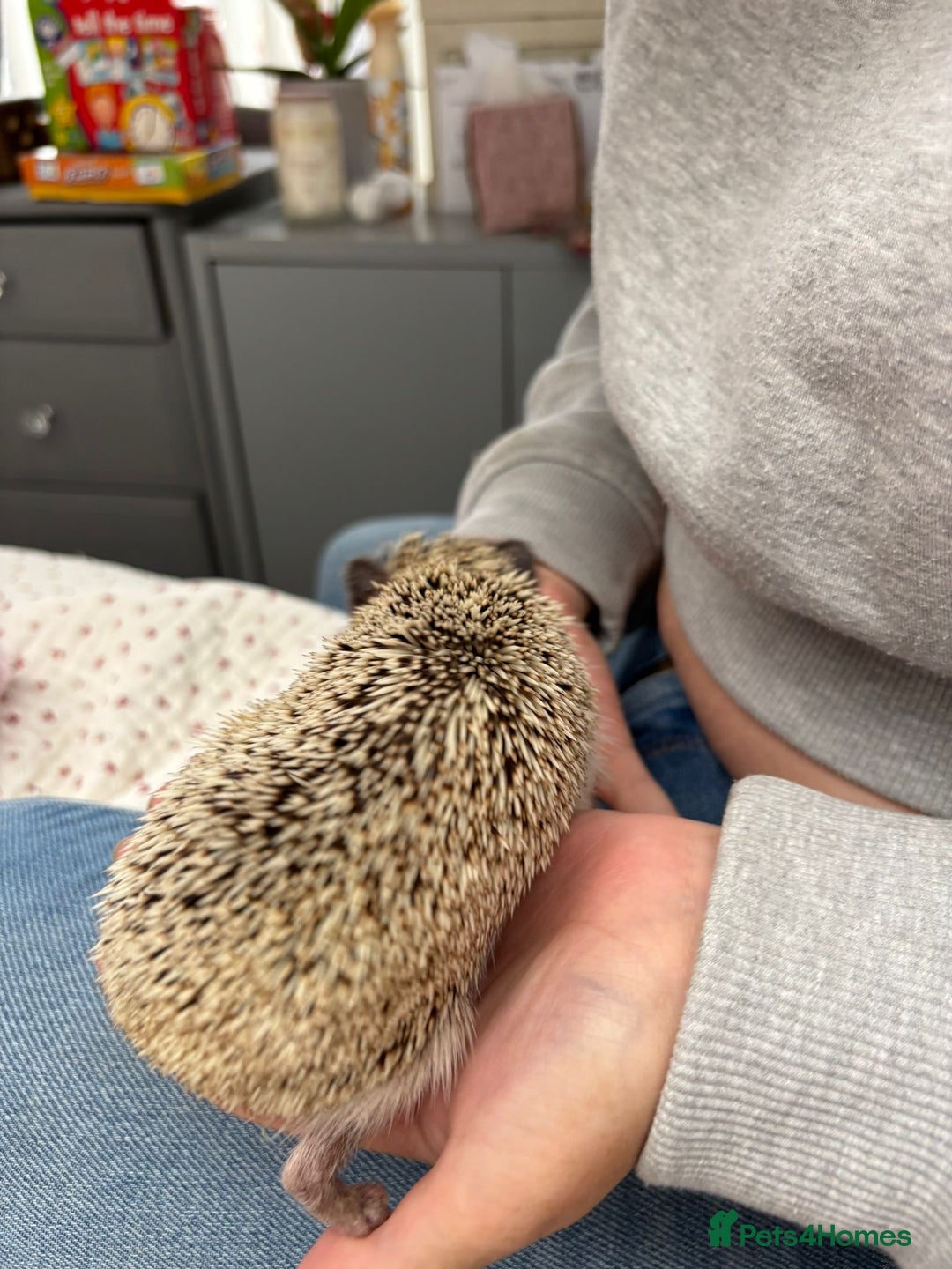 Pygmy Hedgehog rodents for sale: 2x female and 1x male hedgehogs  - Image 8